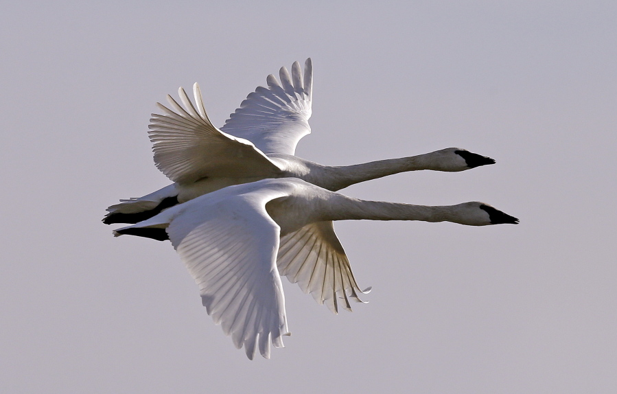 A pair of trumpeter swans fly over their winter grounds Dec. 8 in Conway. This winter, locals can look to Sequim’s skies and waters for booming trumpeter swan populations.