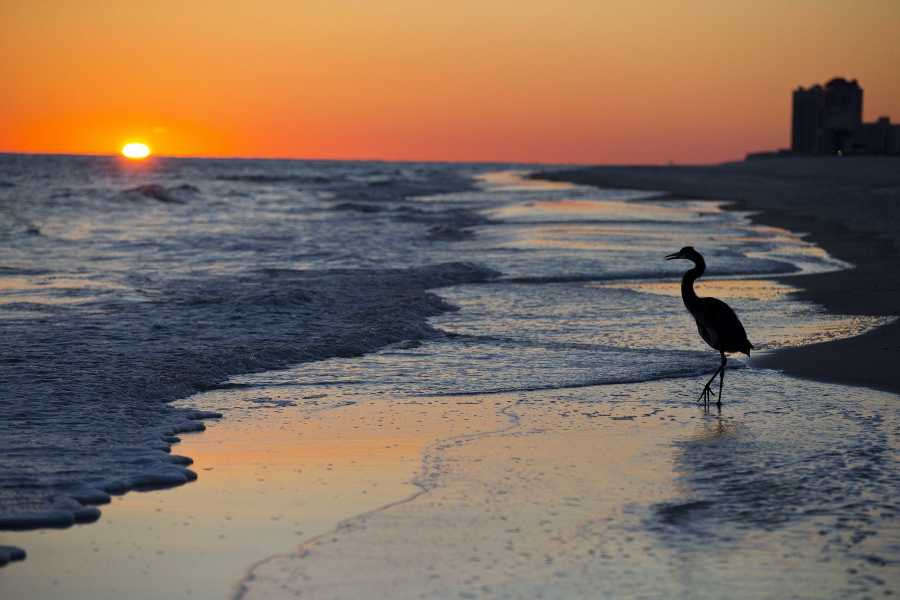 A blue heron walks along the beach at sunset in Orange Beach, Ala. The second annual National Plan for Vacation Day is Jan. 30.
