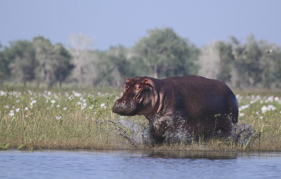 A hippopotamus charges into the waters of Lake Urema, in Gorongosa National Park, Mozambique in 2014. Gorongosa’s hippos and other wildlife were devastated by civil war in the 1980s and 1990s, but have recovered dramatically over the past decade.