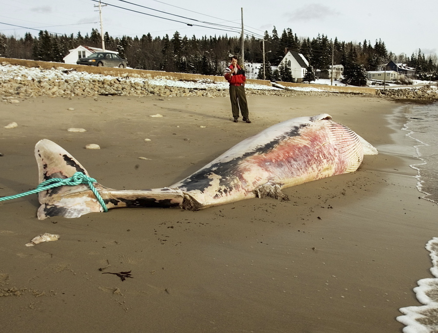 A man looks at a dead Minke whale in December 2006 on Cleveland Beach near Hubbards, Nova Scotia, Canada. The federal government on Wednesday announced there will be an investigation into a spate of minke whales deaths along the U.S. East Coast in 2017.