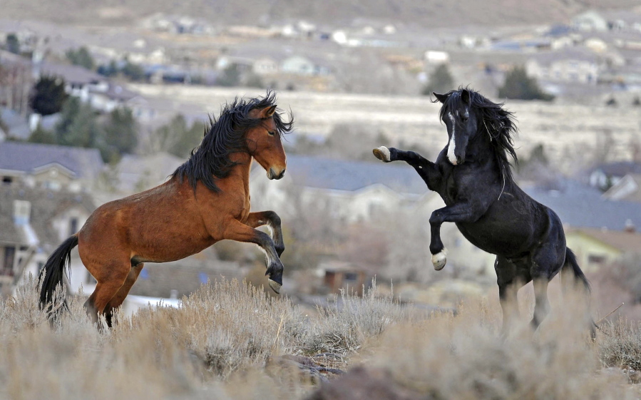FILE - In this Jan. 13, 2010 file photo, two young wild horses play while grazing in Reno, Nev. Animal rights activists are suing to block what they say is an unprecedented federal plan to capture thousands of wild horses over 10 years in Nevada without the legally required environmental reviews intended to protect the mustangs and U.S. rangeland.