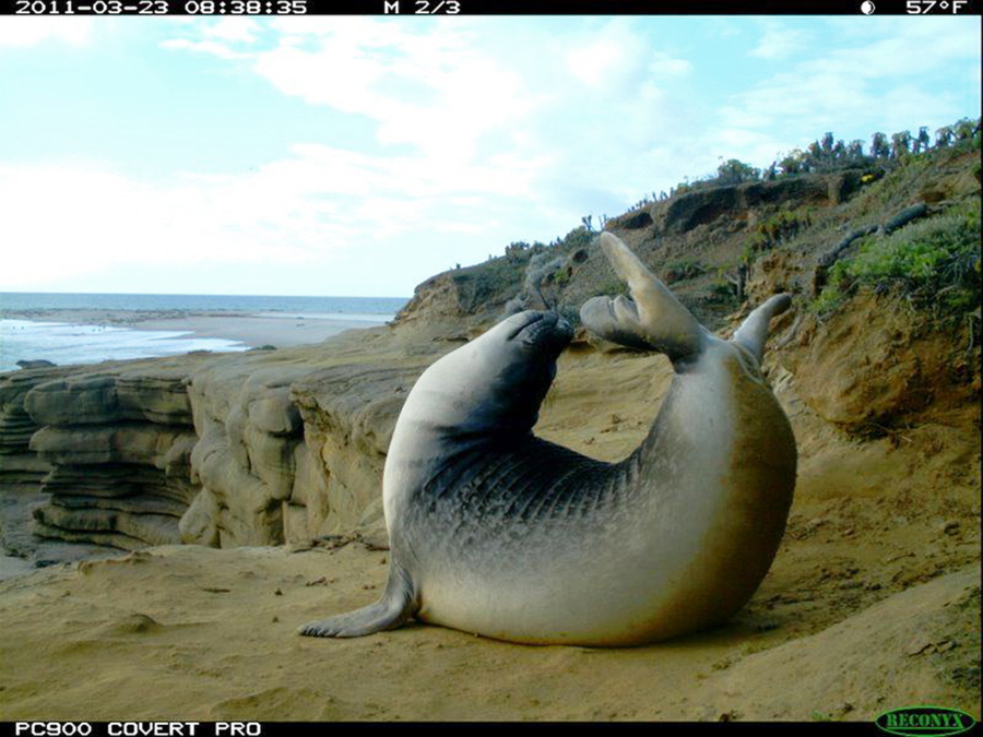 An elephant seal in 2011 demonstrates flexibility in the Channel Islands National Park off the coast of Southern California. Motion-detecting cameras are getting cheaper and more reliable, and scientists across the United States use them to document elusive creatures like never before. U.S.
