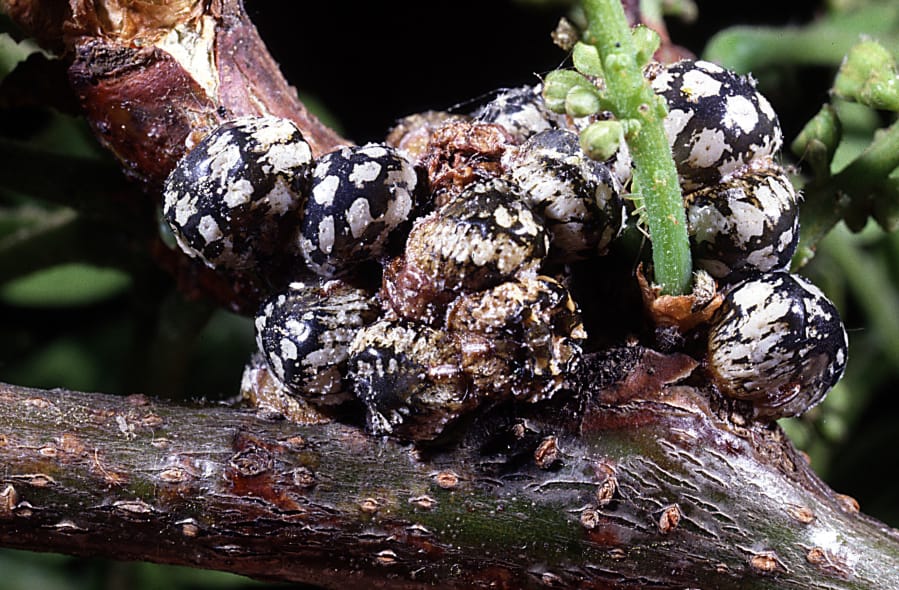 Calico scale insects can damage trees.
