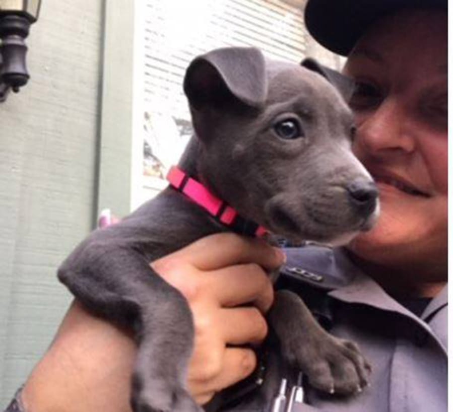 A pit bull puppy rescued by animal control officers from under a bridge in Daytona Beach, Fla., amid freezing temperatures on Jan. 18, was adopted by Daytona Beach Police Officer Kera Cantrell on Feb. 5.