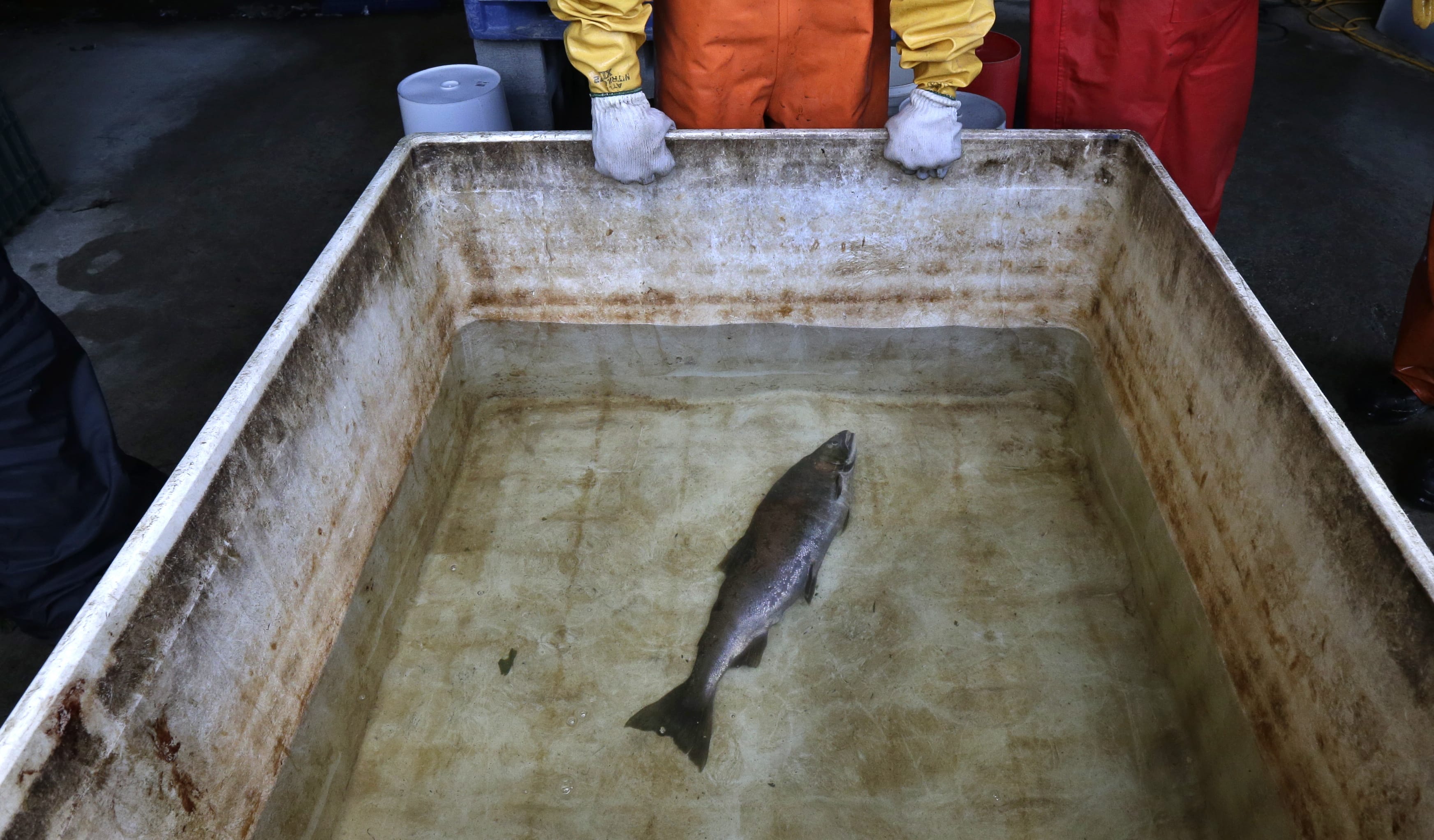 Julann Spromberg, a research toxicologist with Ocean Associates Inc., working under contract with NOAA Fisheries, observes a salmon placed in a tank of clear water Oct. 20, 2014after it died from four hours of exposure to unfiltered highway runoff water.  A study by researchers at Washington State University Vancouver found that stormwater is more harmful to fish than perviously thought, according to a study released Monday. (AP Photo/Ted S.