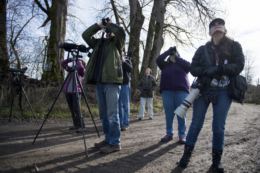 Cindy McCormack of Vancouver, left, Randy Hill of Ridgefield, Marie Marshall of Vancouver, Suzanne Setterberg of Ridgefield, and Michelle Maani of Vancouver watch red-winged blackbirds fly overhead during a birding trip with the Vancouver Audubon Society on a recent Saturday morning in the Woodland Bottoms. The group goes on birding field trips regularly throughout the year, and newcomers are always welcome.