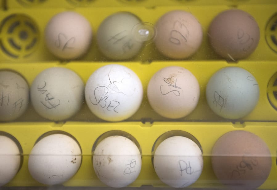 Fourteen eggs sit in an incubator under a live camera feed at Orchards Elementary School on Feb. 6. None of the eggs hatched.