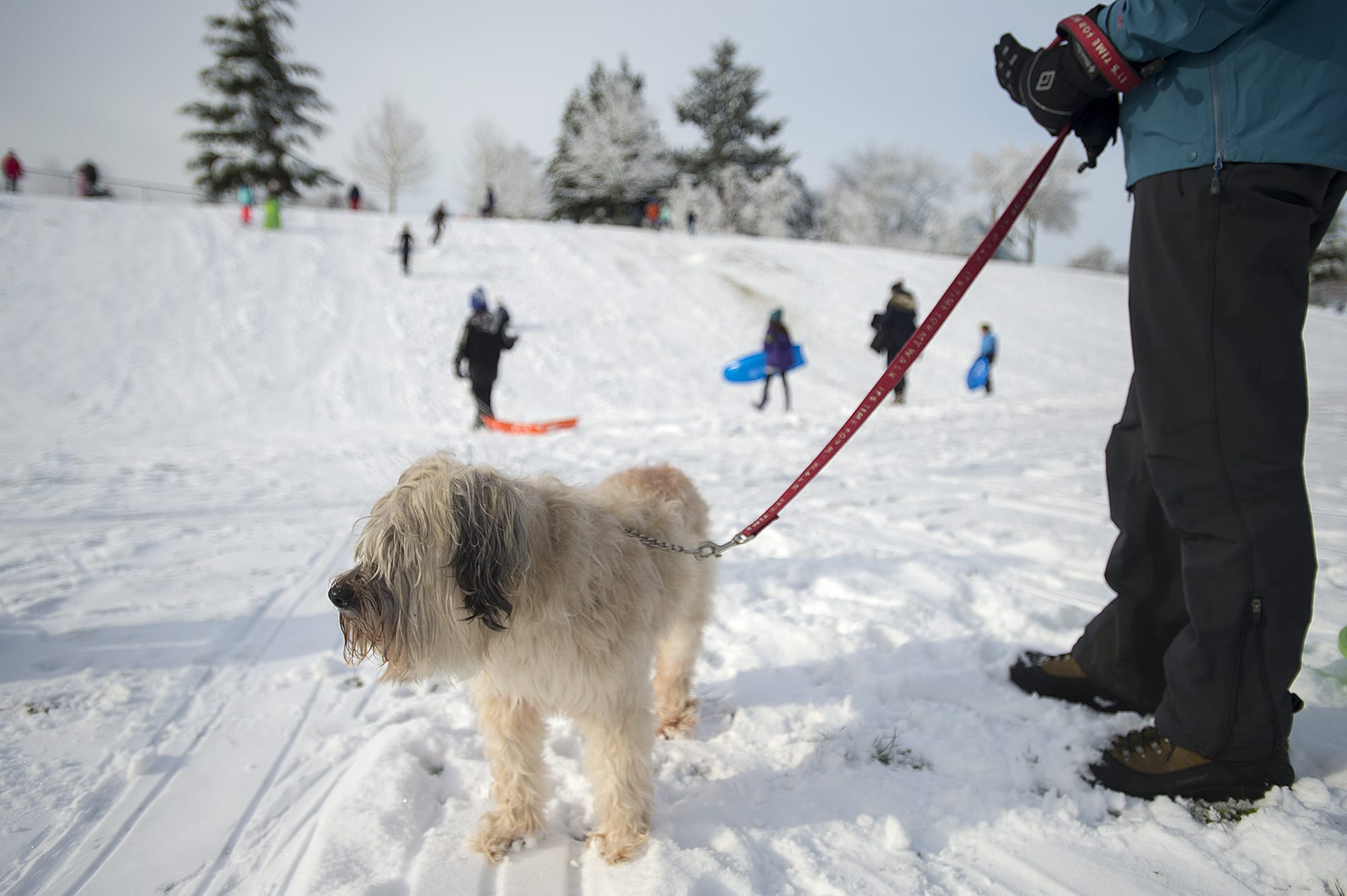 Sydney, an 11-year-old wheaten terrier belonging to Vancouver resident Eric Brende, enjoys the snow day along with kids at Franklin Elementary School on Wednesday morning, Feb. 21, 2018.