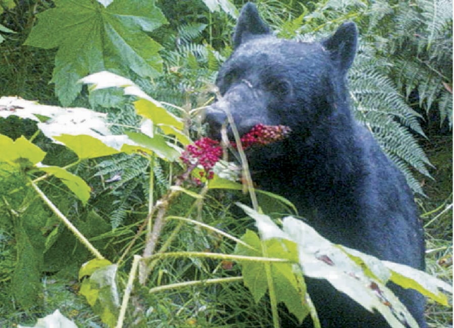 A remote camera trap catches a black bear eating devil’s club berries near Haines, Alaska.