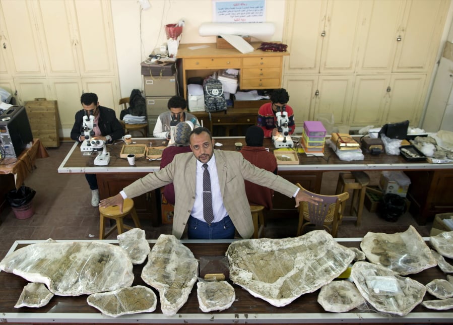 Hesham Sallam, head of Mansoura university’s Center for Vertebrate Paleontology, displays bones of a Cretaceous period dinosaur in Mansoura, Egypt. Researchers from Mansoura university in the country’s Nile Delta discovered a new species of long-necked herbivore, in the western desert of Egypt, which is around the size of a city bus and could be just the tip of the iceberg of other finds. Experts say the discovery is a landmark one that could shed light on a particularly obscure period of history for the African continent.