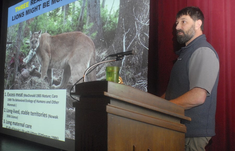 Mountain lion researcher Mark Elbroch gives a presentation Feb. 1 on cougar interactions during a Studium Generale lecture at Peninsula College in Port Angelesh. After a 17-year study of the animals in northwest Wyoming, Elbroch discovered that cougars are far more social than previously thought.