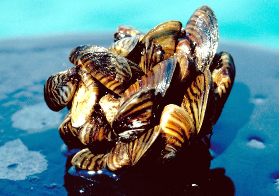 Zebra mussels, an invasive species of small mollusks seen sporadically in the Dakotas in past years, are establishing a population in two river systems. Federal officials are offering a $100,000 prize in a crowdsourcing effort to find a way to kill invasive quagga and zebra mussels. U.S.