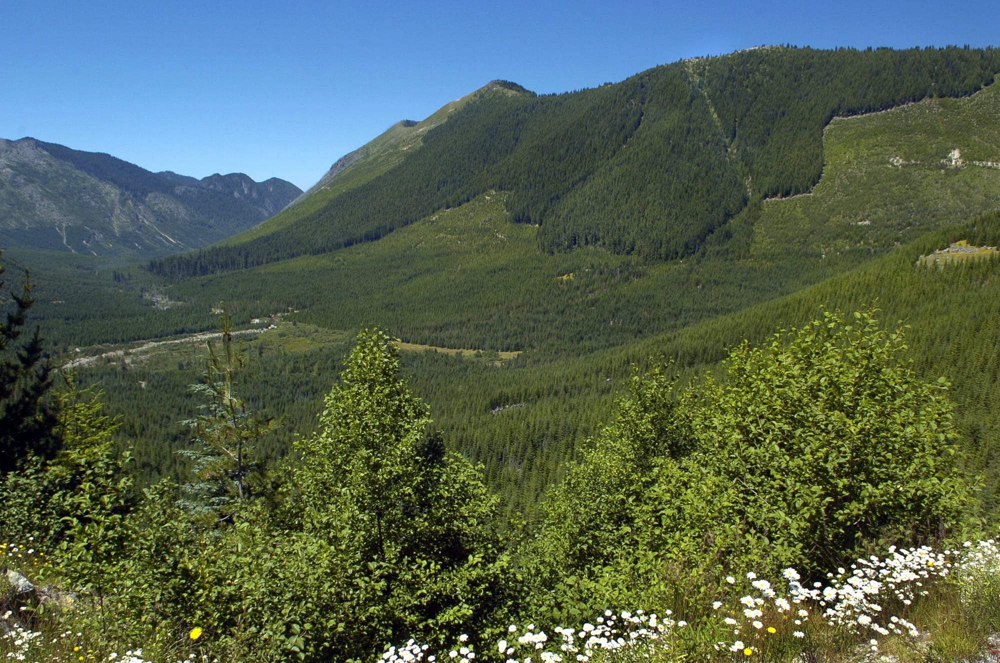 This 2005 photo looks west from Forest Road 26 northeast of Spirit Lake toward Goat Mountain, the area where Ascot USA Inc. wants to drill exploratory holes to study the possibility of mining for minerals such as copper, gold and molybdenum. The U.S. Forest Service has given its consent to allow the exploratory mining near Mount St. Helens.