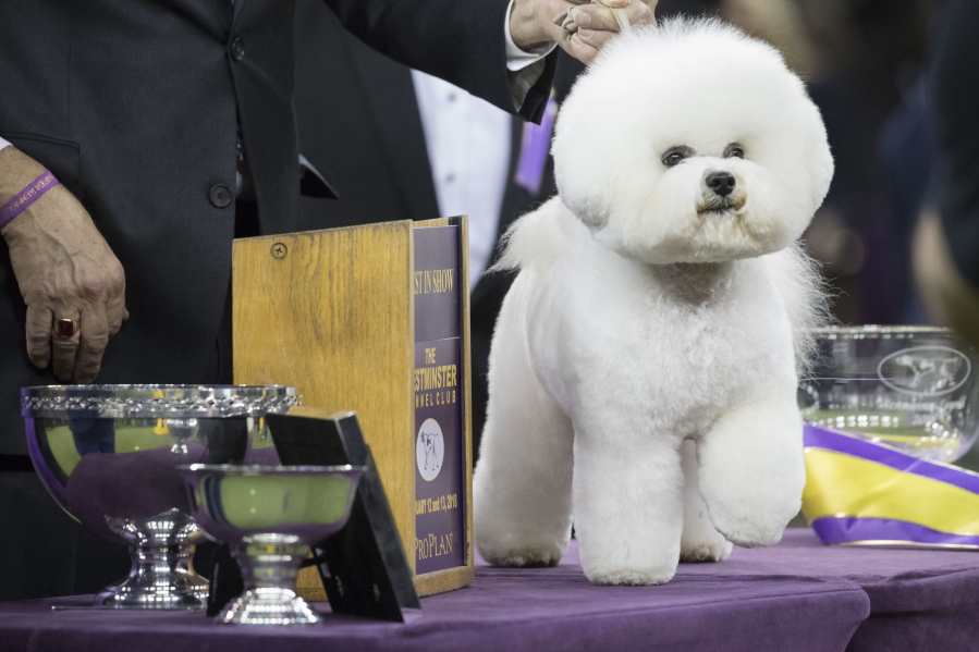 Flynn, a bichon frise, poses for photos after winning best in show Tuesday at the 142nd Westminster Kennel Club Dog Show at Madison Square Garden in New York.