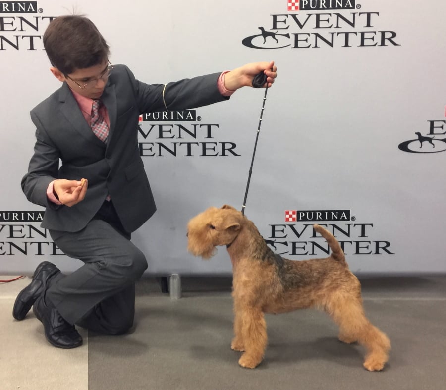 Eleven-year-old Fenric Towell kneels with his Lakeland terrier, Missy, on lead, at Purina Farms in Grey Summit, Mo., Sept. 2017. The Westminster Kennel Club competition is best known for the dog crowned Best in Show, but it’s also a showcase for young handlers who sometimes go up against grown-ups.