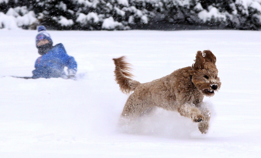 Will Monk, 8, plays Friday with his dog Zoey, a 2 year-old goldendoodle, in his backyard in Barrington, Ill. The upper Midwest was preparing for the worst from a winter storm, with forecasters predicting up to a foot of snow some areas.