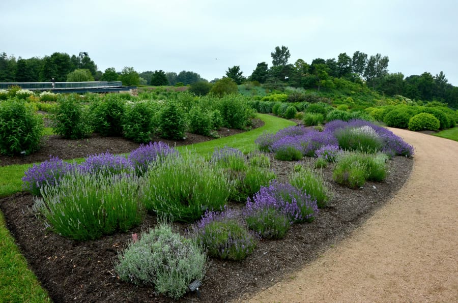 Forty lavender varieties were put to the test at the Chicago Botanic Garden.