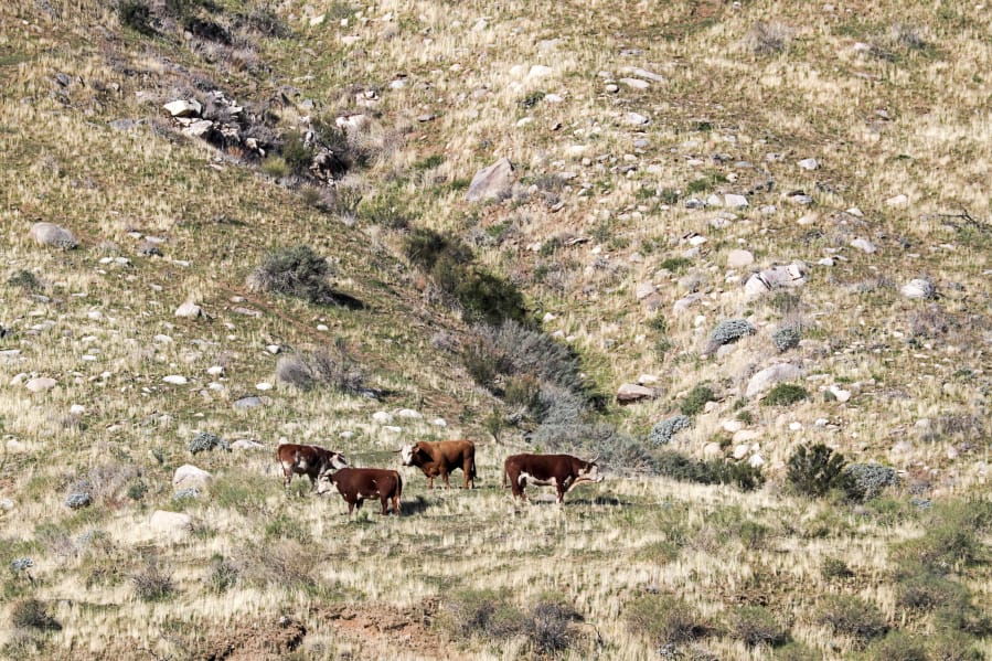 An estimated 150 unbranded feral bulls and cows live in the new Sand to Snow National Monument near Palm Springs, Calif.