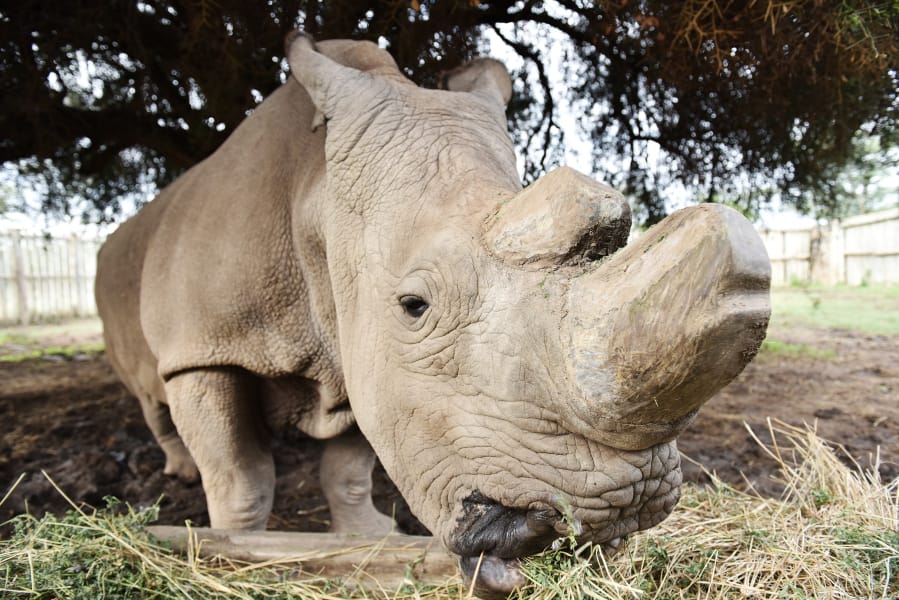 Sudan, the last male northern white rhino, eats inside his enclosure in 2015 at Ol Pejeta Conservancy in Nanyuki, Kenya.