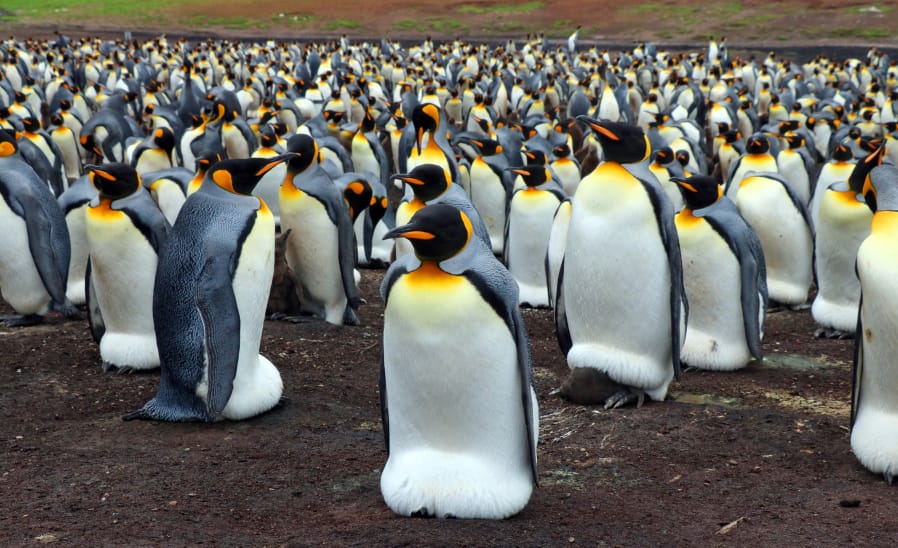 Volunteer Point in the Falkland Islands hosts the largest colony of king penguins outside of Antarctica. A new study suggests king penguins could be extinct by the end of the century.