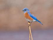 A male Western bluebird photographed in Arizona. The species appears to be making a return to Clark County after a long absence.