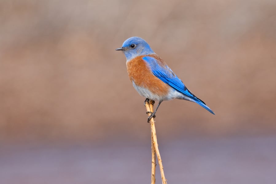 A male Western bluebird photographed in Arizona. The species appears to be making a return to Clark County after a long absence.