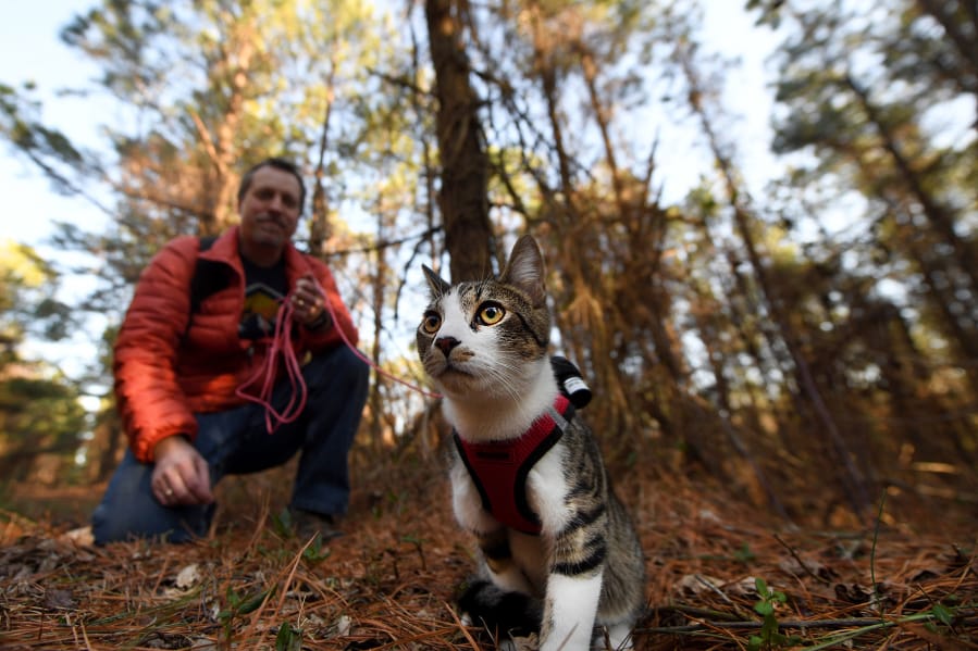 Steve Swartz walks his cat Buddy on a leash as he trains him to hike in the woods on Feb. 27 at the Apollo Park in Brogue, Pa. Jose F.
