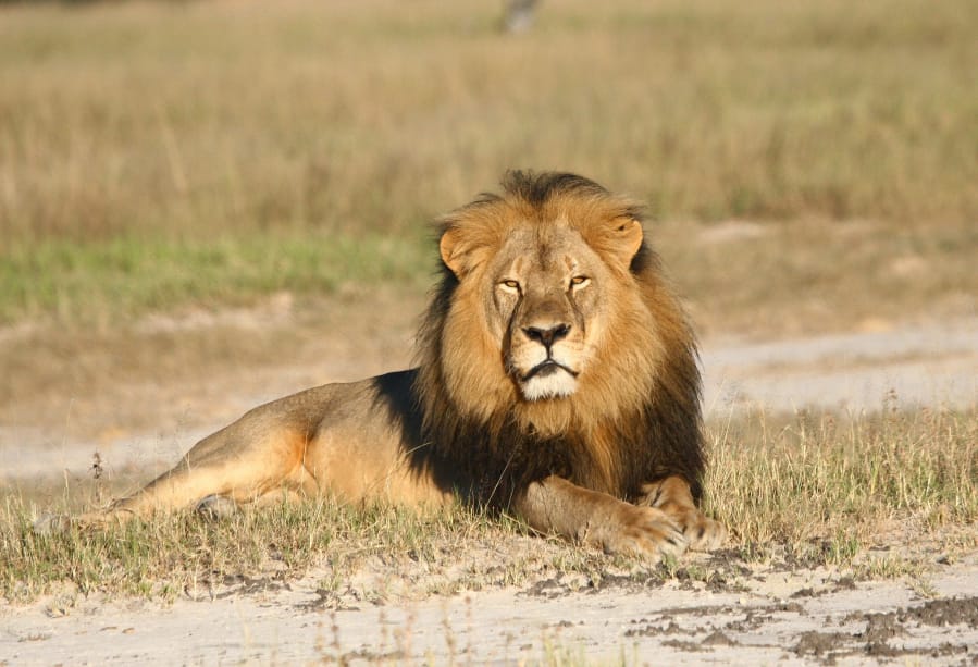 Cecil the lion rests in Hwange National Park, in Hwange, Zimbabwe. His 2015 death at the hands of hunters caused an international controversy.