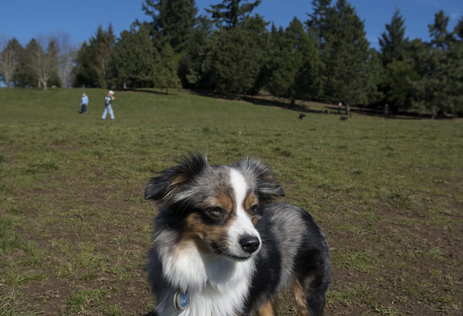 Zoe, a 2-year-old mini Australian shepherd, takes in the scene at Ike Memorial Dog Park in Hazel Dell on March 6. The Vancouver Planning Commission is proposing a limit on the number of animals per household.