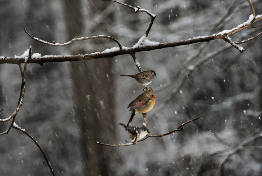 A sparrow, a cardinal and a tufted titmouse wait for their turn on a bird feeder in Maryland.