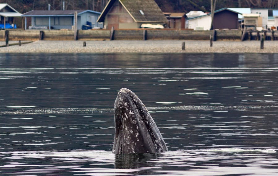 A male gray whale identified as Little Patch, or No. 53, spyhops in Possession Bay near Everett in March 2014. Gray whale sightings have increased along the coasts of Washington and Oregon.