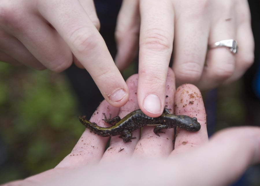 Participants pet a salamander at Salmon Creek Regional Park in Vancouver during the 2017 Critter Count.