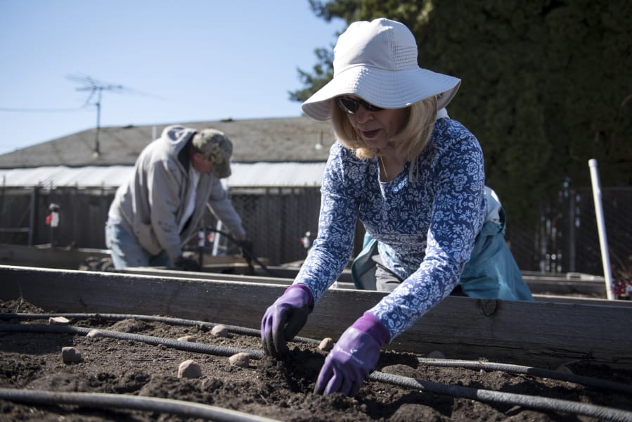 Garden volunteers Richard Vonreyn, left, and Vicki Townsend, right, plant beets and potatoes at Hazel Dell Elementary School and Community Garden. This year the garden is devoting more beds to grow food for the school’s backpack program.