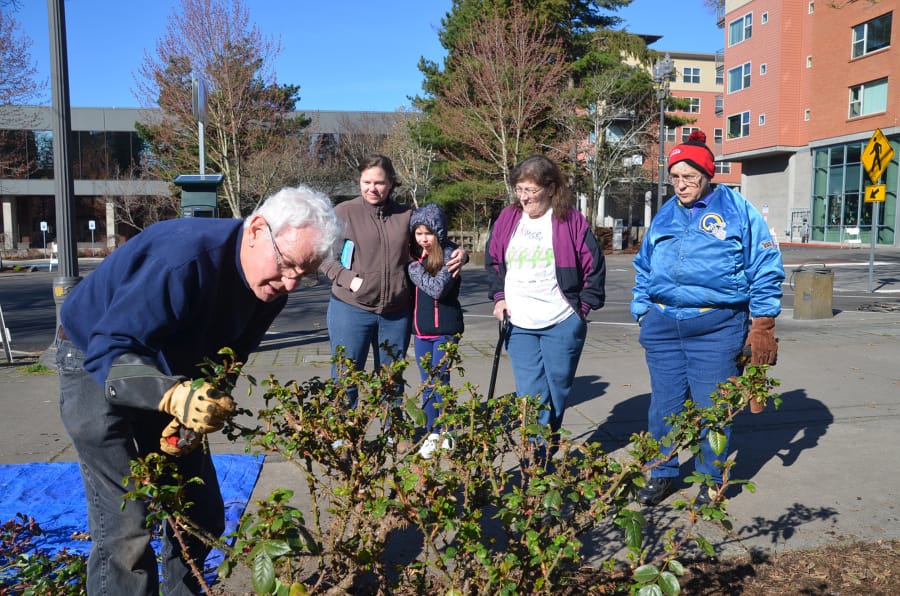 Esther Short: Fort Vancouver Rose Society co-president Louis Rossetto gives pruning lessons to, from left, Paulie and Licia Villard, an Esther Short Park visitor and Sue Lanz on March 10, when the society was pruning and cleaning the Esther Short Park Rose Garden.