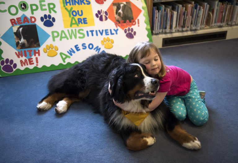 Lisa Wooten of Camas, 4, hugs Cooper, a Bernese mountain dog, on Tuesday, March 27, 2018 at the Camas Public Library. For the last four years Camas High School teacher Kristi Bridges has let seniors work with her therapy dog, Cooper, for their senior project. The students bring Cooper to the library twice a week to help kids gain confidence and practice their reading skills. "She loves Cooper," said Lauren Wooten, Lisa's mom. "It really motivates her. She practices her reading at home to get ready." To sign up for a future reading session with Cooper, contact the Camas Public Library at (360) 834-4692.