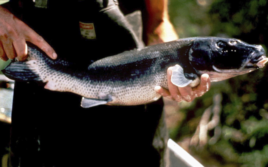 Biologist Mark Beuttner holds a Lost River sucker taken from southern Oregon’s Upper Klamath Lake in 1995.