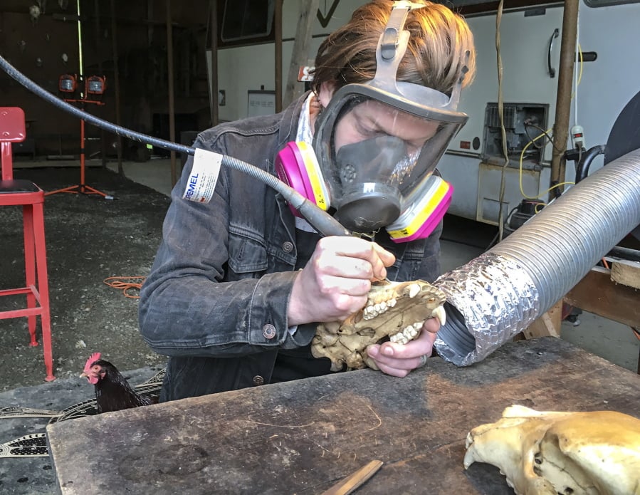 Artist Jason Borders carves a pattern into a black bear skull in his Rose Valley shed east of Longview.