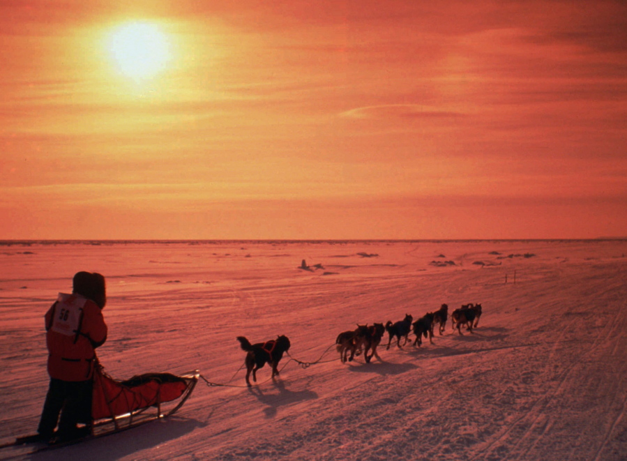 A musher drives his team across the frozen Norton Sound near Nome, Alaska, during the Iditarod Trail Sled Dog Race. The 46th running of Alaska’s famed Iditarod Trail Sled Dog Race kicks off Saturday, March 3, 2018, amid the most turbulent year for organizers beset by multiple problems, including a champion’s dog doping scandal, the loss of major sponsors, discontent among race participants and escalating pressure from animal rights activists, who say the dogs are run to death or left with serious injuries.