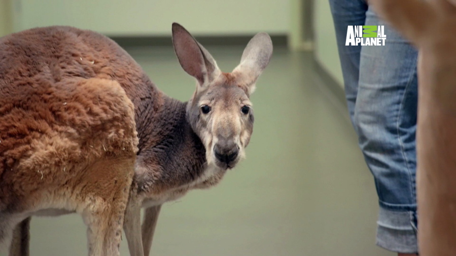 An aging kangaroo named Dave who calls the Bronx Zoo in New York home is receiving low-temperature cryotherapy treatment for arthritis.