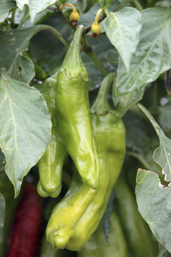 Green chilies grow in a research plot at New Mexico State University’s agricultural science center in Los Lunas, N.M.
