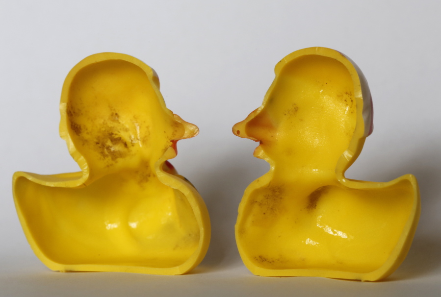 The inside of a rubber duck after it was cut open for the photo in Nauen, Germany. Swiss researchers now say the cute, yellow bath-time friends harbor a dirty secret: Microbes swimming inside.