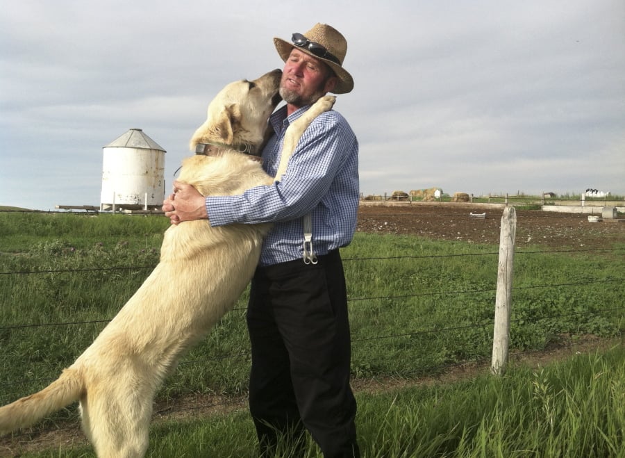 In this 2013 photo provided by the U.S. Department of Agriculture a Kangal dog greets Ben Hofer of the Hutterite Rockport Colony near Pendroy, Mont. Nearly 120 dogs from three large breeds perfected over centuries in Europe and Asia to be gentle around sheep and children but vicious when confronting wolves recently completed a four-year study to see how they’d react to their old nemesis on a new continent. The U.S. Department of Agriculture supplied Cão de Gado Transmontanos, Karakachans and Kangals that can weigh 150 pounds (68 kilograms) to guard sheep in Idaho, Montana, Wyoming, Washington and Oregon. (Julie Young/U.S.
