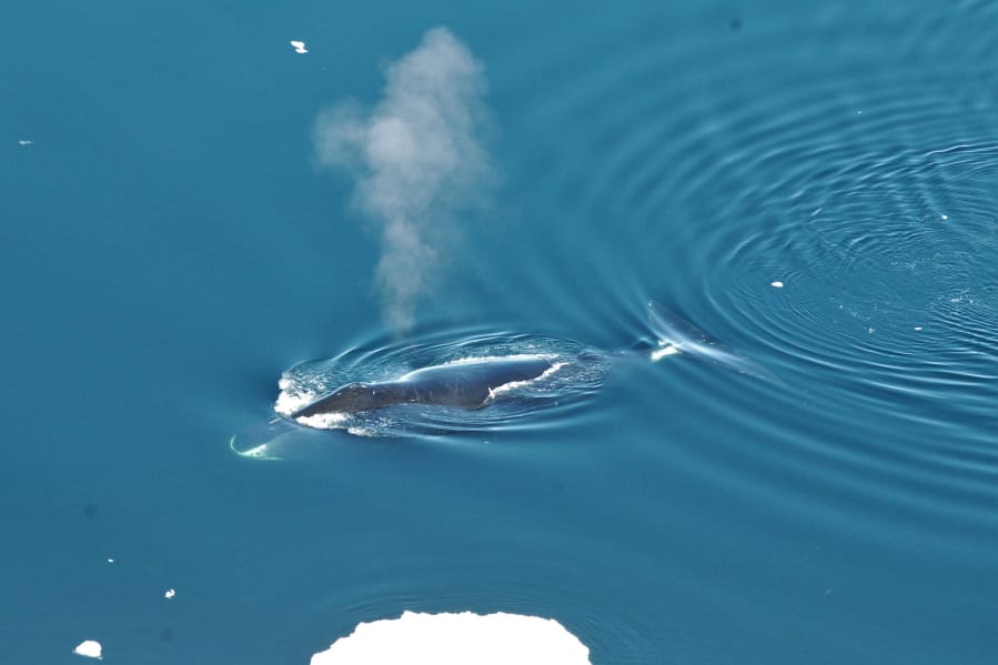 A bowhead whale swims in June in the Fram Strait between Greenland and Svalbard. In a study released in the Wednesday edition of Biology Letters, scientists have found the songs of bowhead whales are more prolific and jazzier than other whales.