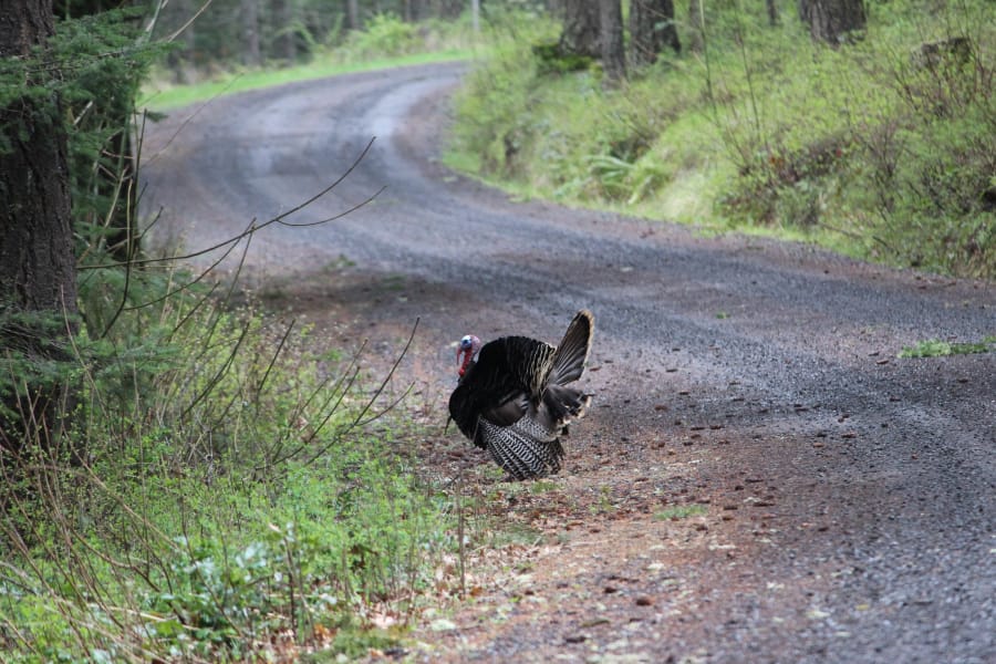 Looking for love: A lonely wild tom turkey struts his stuff along a backroad on Washington’s Burdoin Mountain in the Columbia River Gorge.