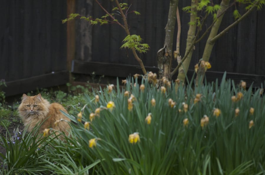 A stray cat sits in a backyard in Vancouver’s Northwest neighborhood in 2012. Clark County councilors on Tuesday passed an update to the animal control code, creating a “community cat program,” making it legal to release unadoptable feral cats back where they were found.