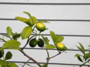 Citrus ripening at Fort Vancouver in August 2015, in front of the Chief Factor’s House.