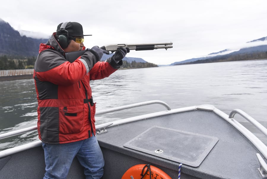 Ted Walsey, fishery technician for the Columbia River Inter-Tribal Fish Commission, fires a cracker shell toward a sea lion Wednesday during a hazing run on the Columbia River below the Bonneville Dam. Workers use the shells to push sea lions downstream, away from migratory salmon. The commission supports a bill by U.S. Rep. Jaime Herrera Beutler that would make it easier to kill nuisance sea lions. At top, a sea lion swims away from the Bonneville Dam on Wednesday.