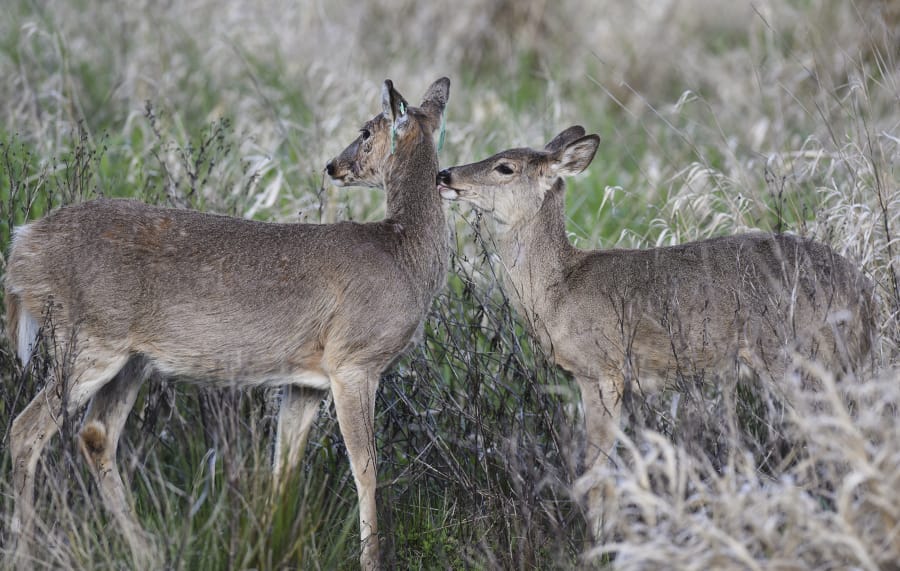 A Columbian white-tailed deer with translocation tags, left, is greeted by her fawn in the Ridgefield Wildlife Refuge. The deer were brought to Ridgefield starting in 2013, and have inadvertently caused a delay in the Port of Ridgefield’s overpass project, as the port has to reopen its environmental impact study to look into the project’s effect on the growing deer population.