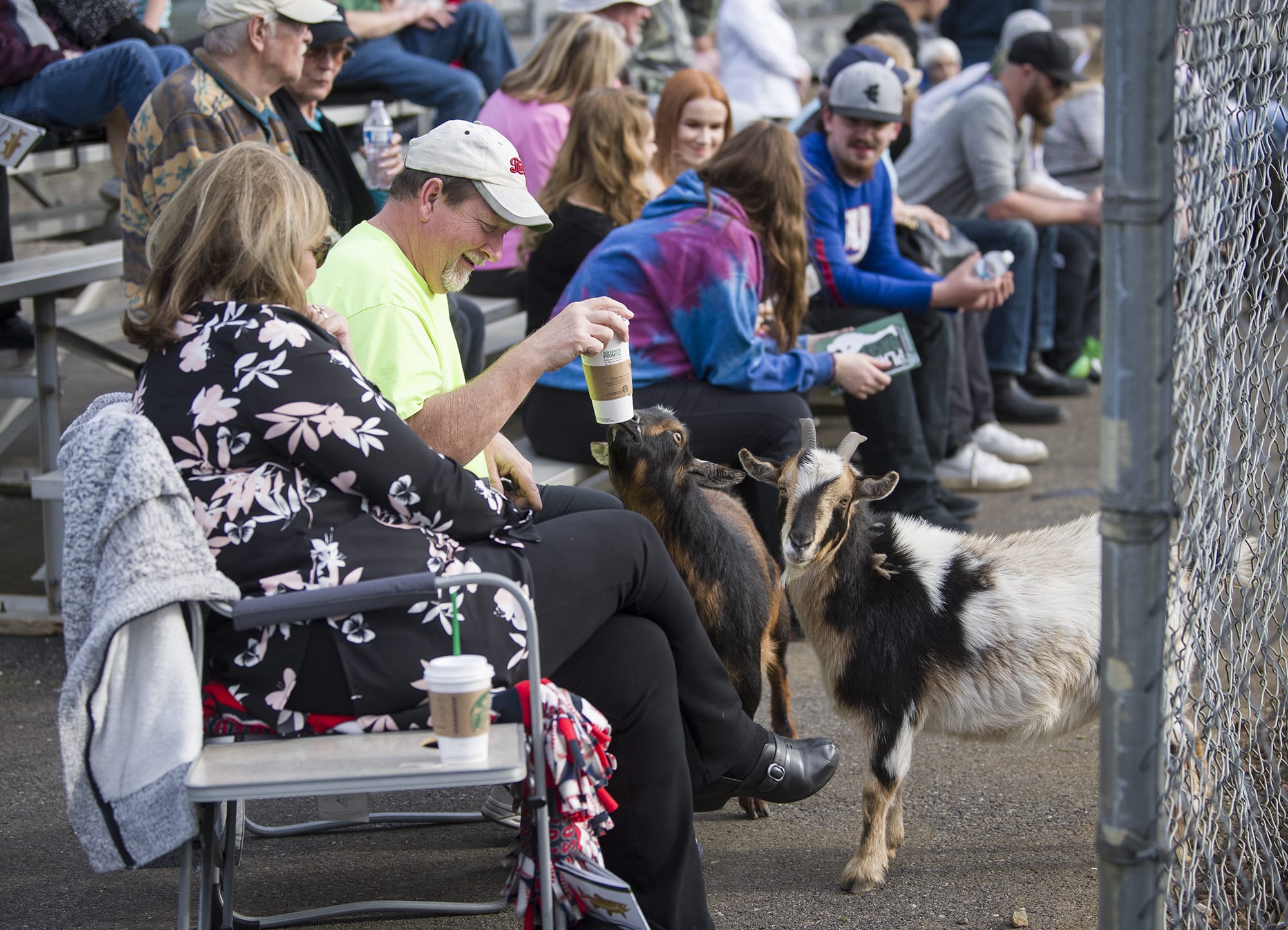 Kathy Birchem, left, watches as Nick Birchem saves his beverage from a curious goat at the Evergreen vs. Mountain View baseball game at Evergreen High School’s baseball field on Monday.