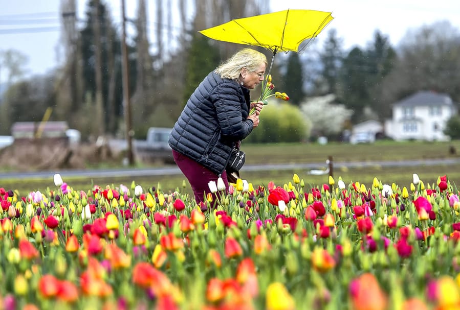 Luann Block of Vancouver has better luck collecting tulips than keeping her umbrella in its normal configuration as she walks through the U-Pick Field at the Holland America Flower Gardens on South Pekin Road in Woodland on Wednesday.